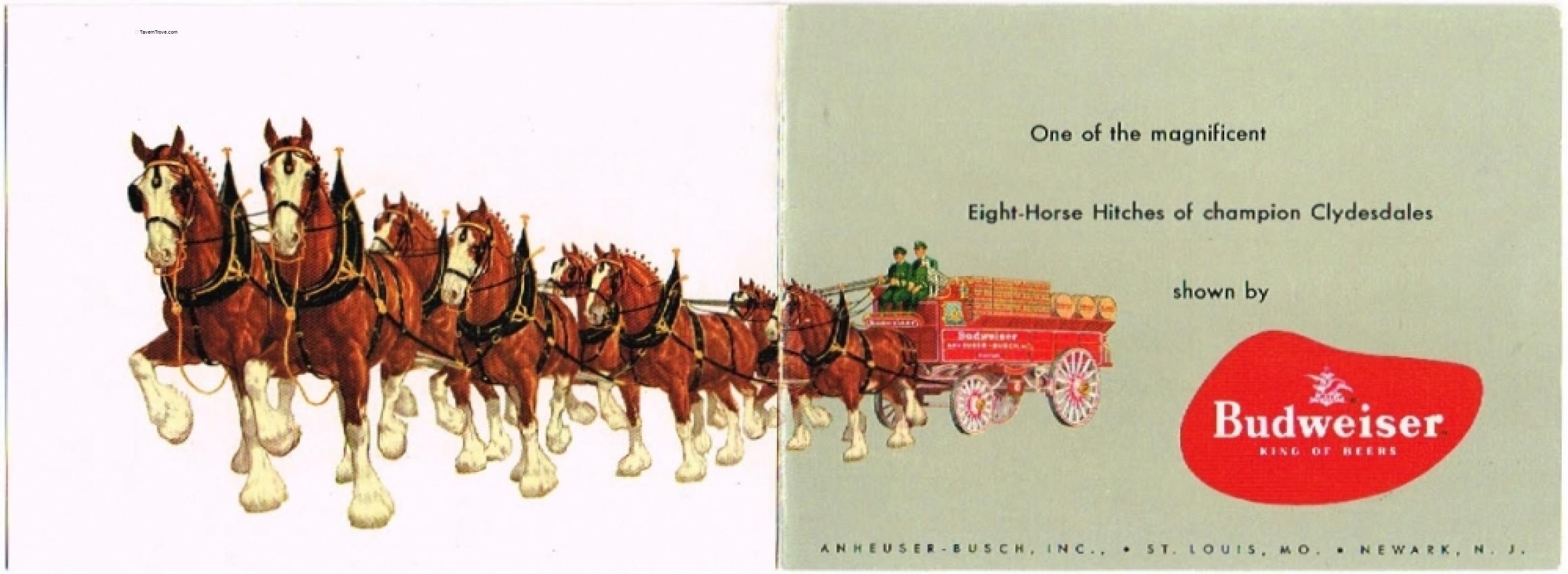 Budweiser Clydesdales